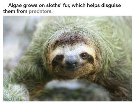 5 fun sloth facts